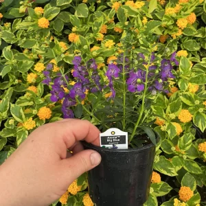 Angelonia Alonia Big Blue Live Plant – 4.5 inch Pot – Outdoor Annual - Image 6