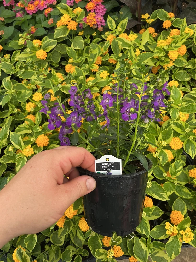 Angelonia Alonia Big Blue Live Plant – 4.5 inch Pot – Outdoor Annual - Image 6