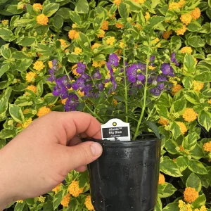 Angelonia Alonia Big Blue Live Plant – 4.5 inch Pot – Outdoor Annual - Image 7