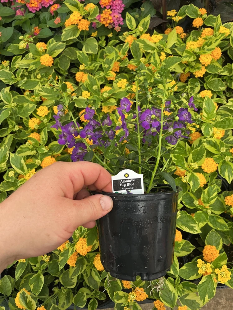 Angelonia Alonia Big Blue Live Plant – 4.5 inch Pot – Outdoor Annual - Image 7