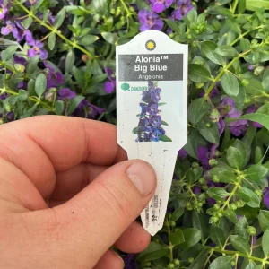 Angelonia Alonia Big Blue Live Plant – 4.5 inch Pot – Outdoor Annual - Image 8
