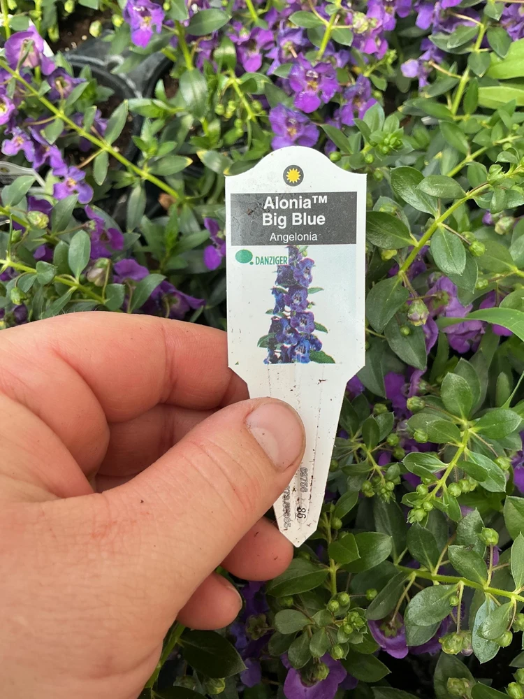Angelonia Alonia Big Blue Live Plant – 4.5 inch Pot – Outdoor Annual - Image 8