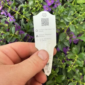 Angelonia Alonia Big Blue Live Plant – 4.5 inch Pot – Outdoor Annual - Image 9