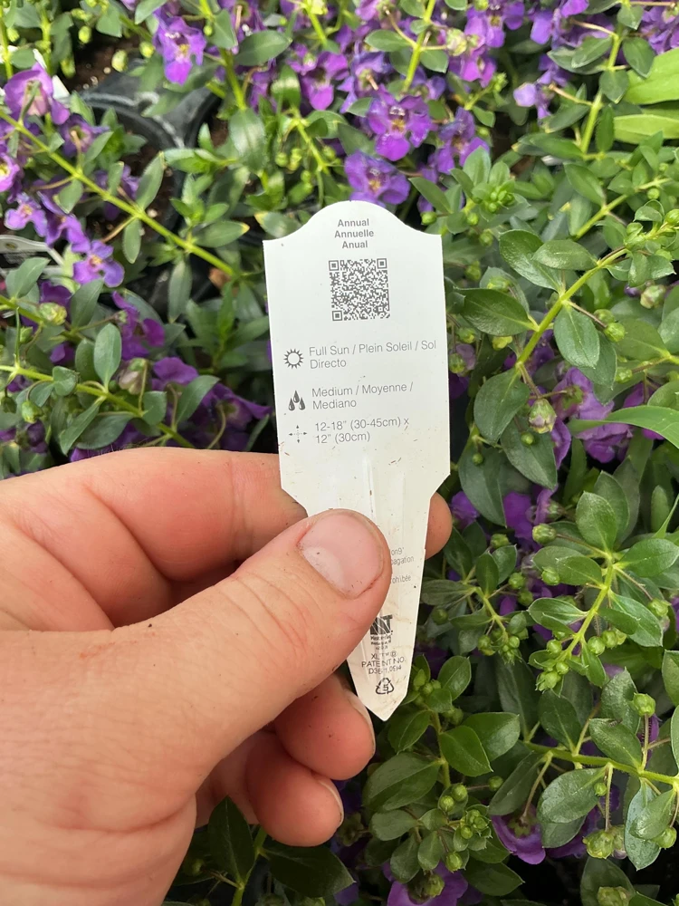Angelonia Alonia Big Blue Live Plant – 4.5 inch Pot – Outdoor Annual - Image 9