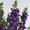 Angelonia Alonia Big Blue Live Plant – 4.5 inch Pot – Outdoor Annual - Image 1