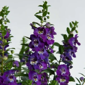 Angelonia Alonia Big Blue Live Plant – 4.5 inch Pot – Outdoor Annual - Image 1
