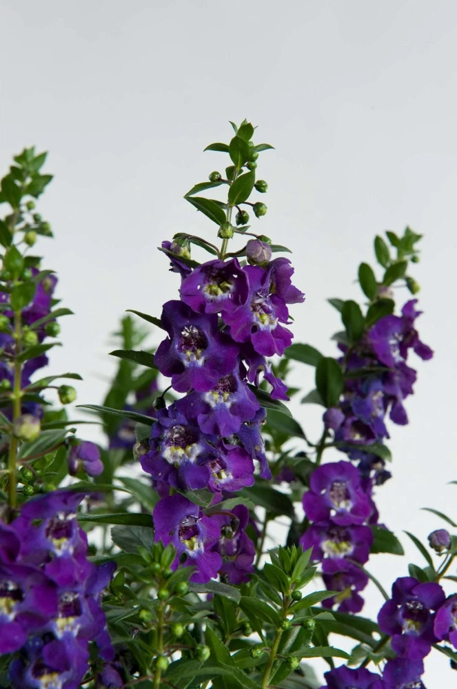 Angelonia Alonia Big Blue Live Plant – 4.5 inch Pot – Outdoor Annual - Image 1