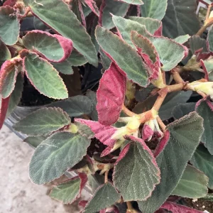Angelwing Begonia 'Brazilian Lady' Live Plant - 4.5