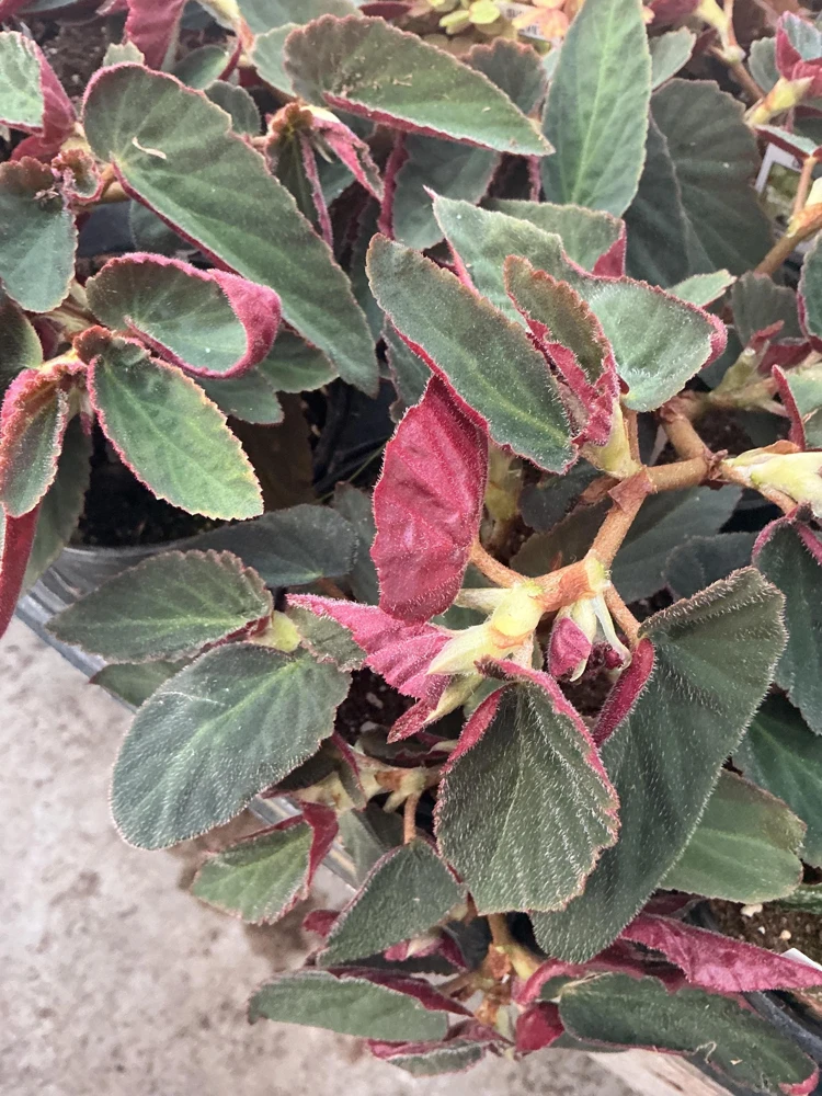 Angelwing Begonia 'Brazilian Lady' Live Plant - 4.5" Pot - Indoor Foliage - Image 10