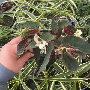 Angelwing Begonia 'Brazilian Lady' Live Plant - 4.5