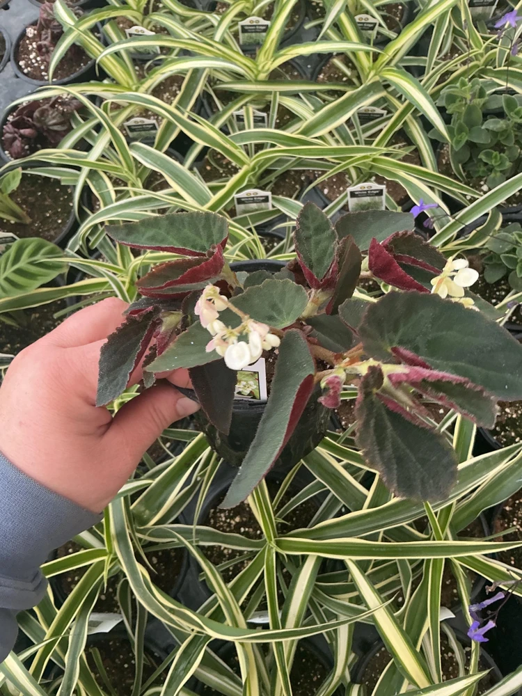 Angelwing Begonia 'Brazilian Lady' Live Plant - 4.5" Pot - Indoor Foliage - Image 2