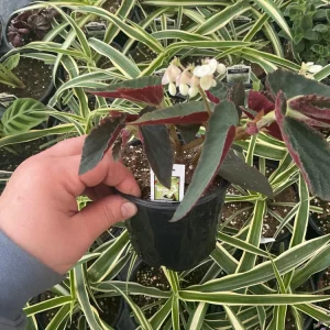 Angelwing Begonia 'Brazilian Lady' Live Plant - 4.5