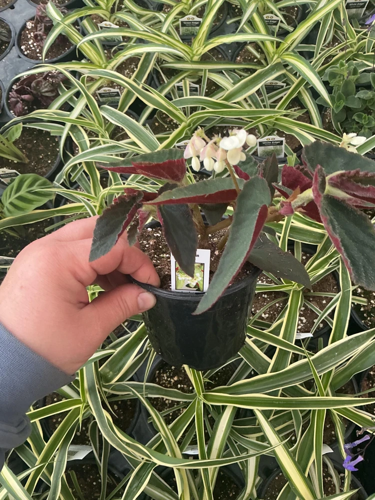 Angelwing Begonia 'Brazilian Lady' Live Plant - 4.5" Pot - Indoor Foliage - Image 3