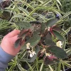 Angelwing Begonia 'Brazilian Lady' Live Plant - 4.5" Pot - Indoor Foliage - Image 1