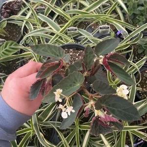 Angelwing Begonia 'Brazilian Lady' Live Plant - 4.5