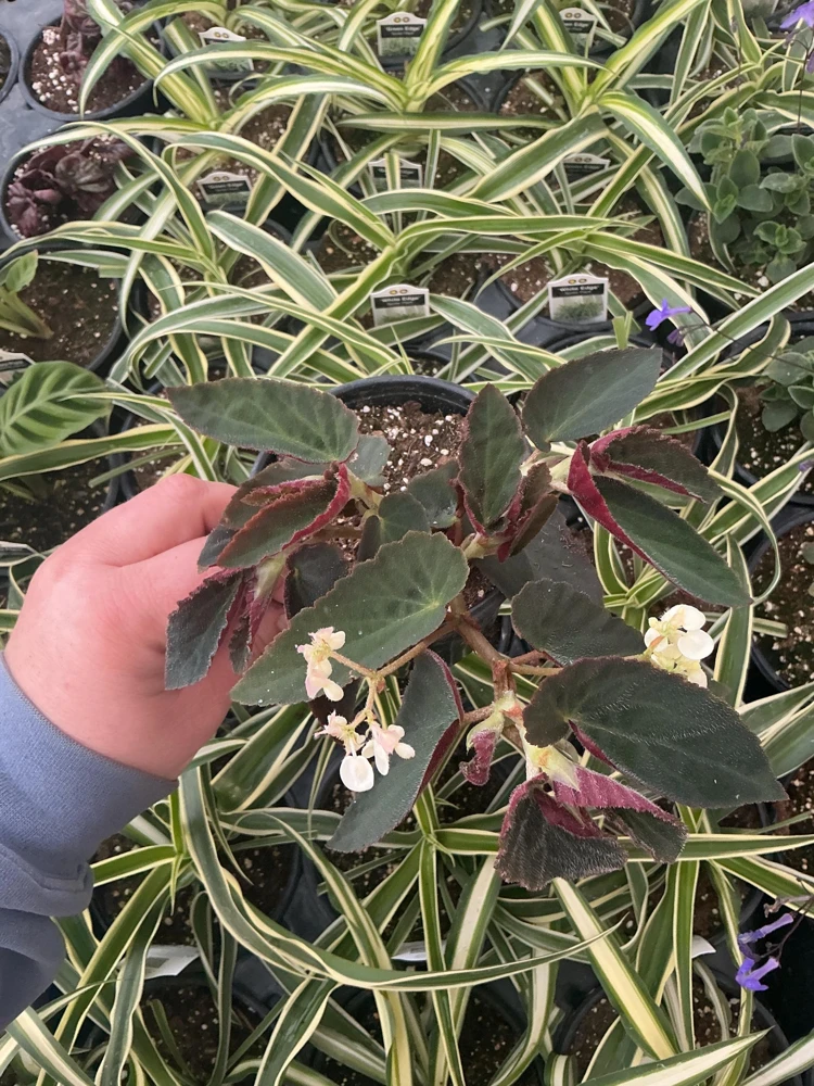 Angelwing Begonia 'Brazilian Lady' Live Plant - 4.5" Pot - Indoor Foliage - Image 1