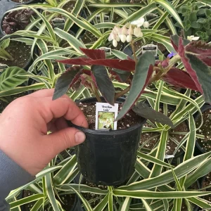 Angelwing Begonia 'Brazilian Lady' Live Plant - 4.5
