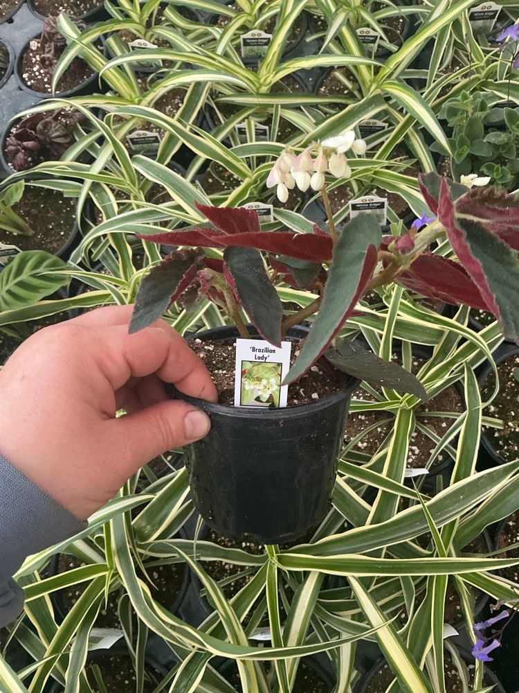 Angelwing Begonia 'Brazilian Lady' Live Plant - 4.5" Pot - Indoor Foliage - Image 4