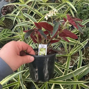 Angelwing Begonia 'Brazilian Lady' Live Plant - 4.5