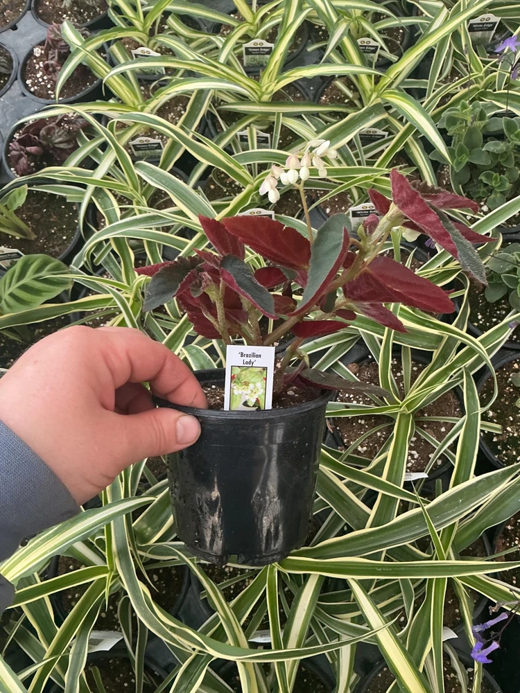 Angelwing Begonia 'Brazilian Lady' Live Plant - 4.5" Pot - Indoor Foliage - Image 5