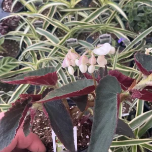 Angelwing Begonia 'Brazilian Lady' Live Plant - 4.5