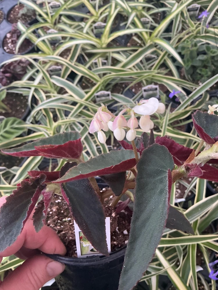 Angelwing Begonia 'Brazilian Lady' Live Plant - 4.5" Pot - Indoor Foliage - Image 6