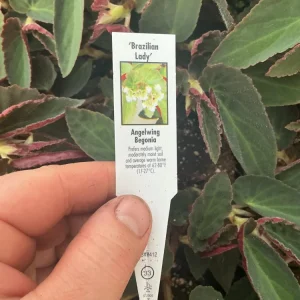 Angelwing Begonia 'Brazilian Lady' Live Plant - 4.5