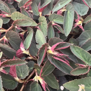 Angelwing Begonia 'Brazilian Lady' Live Plant - 4.5