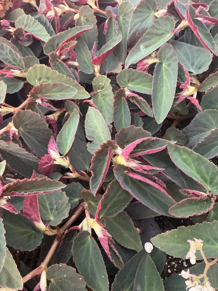 Angelwing Begonia 'Brazilian Lady' Live Plant - 4.5" Pot - Indoor Foliage - Image 8