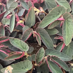 Angelwing Begonia 'Brazilian Lady' Live Plant - 4.5