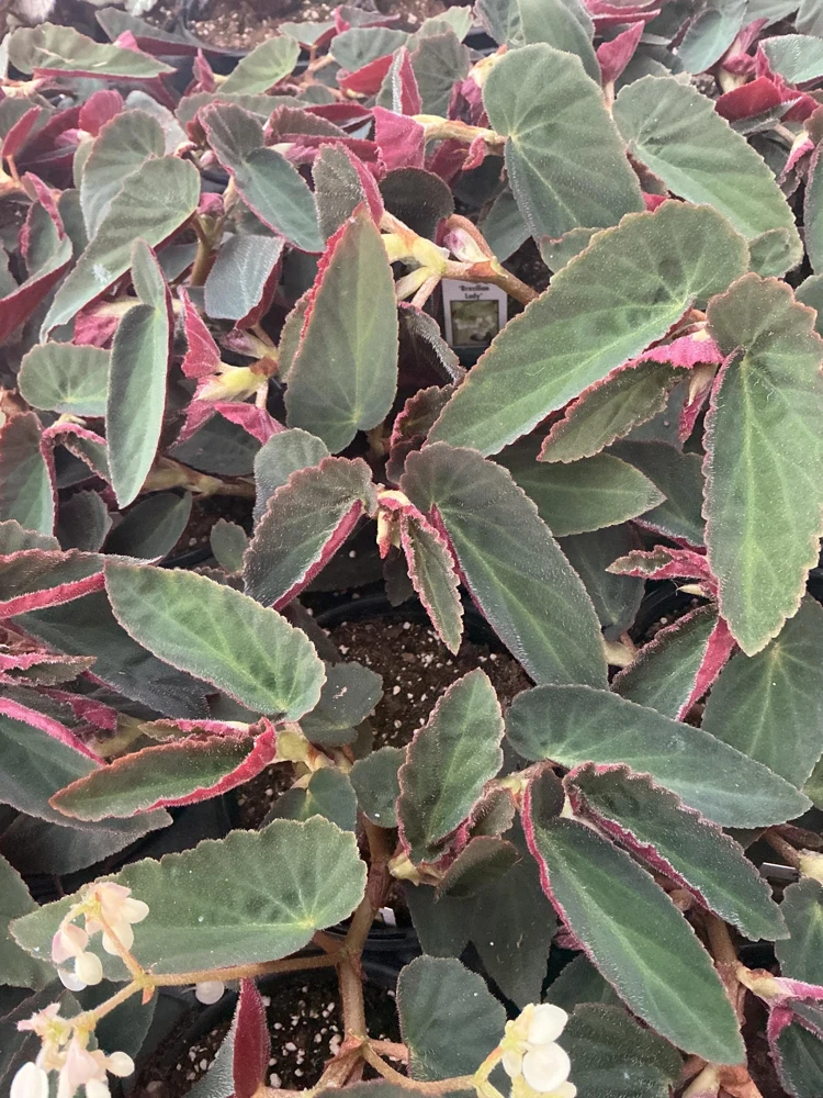 Angelwing Begonia 'Brazilian Lady' Live Plant - 4.5" Pot - Indoor Foliage - Image 9