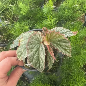 Angelwing Begonia Frosty Live Plant - 4.5 inch Nursery Pot - Indoor Foliage - Image 2