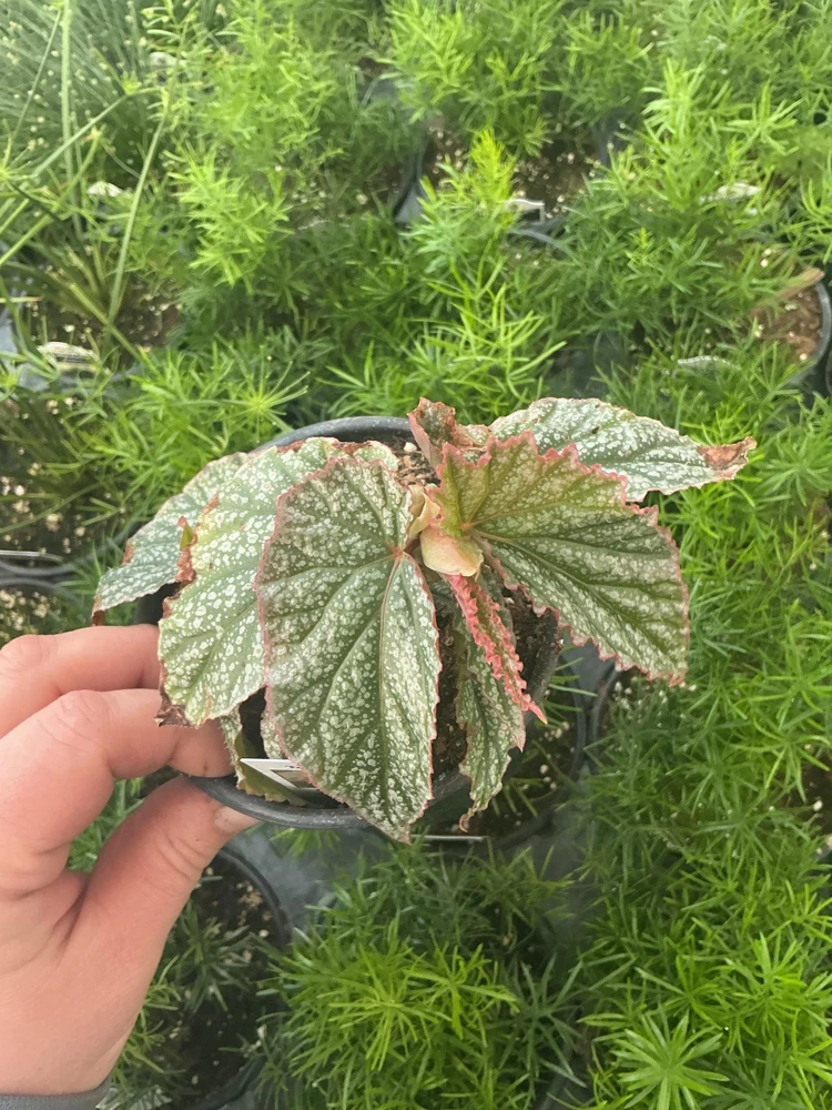 Angelwing Begonia Frosty Live Plant - 4.5 inch Nursery Pot - Indoor Foliage - Image 2