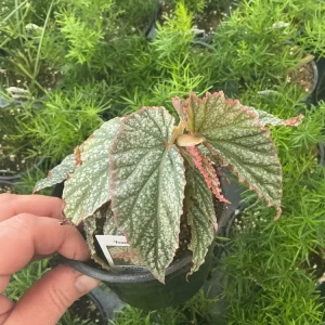Angelwing Begonia Frosty Live Plant - 4.5 inch Nursery Pot - Indoor Foliage - Image 3