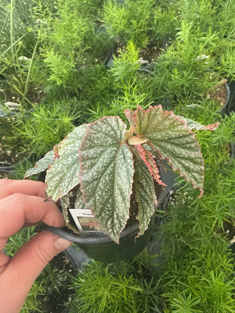 Angelwing Begonia Frosty Live Plant - 4.5 inch Nursery Pot - Indoor Foliage - Image 3