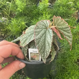 Angelwing Begonia Frosty Live Plant - 4.5 inch Nursery Pot - Indoor Foliage - Image 4