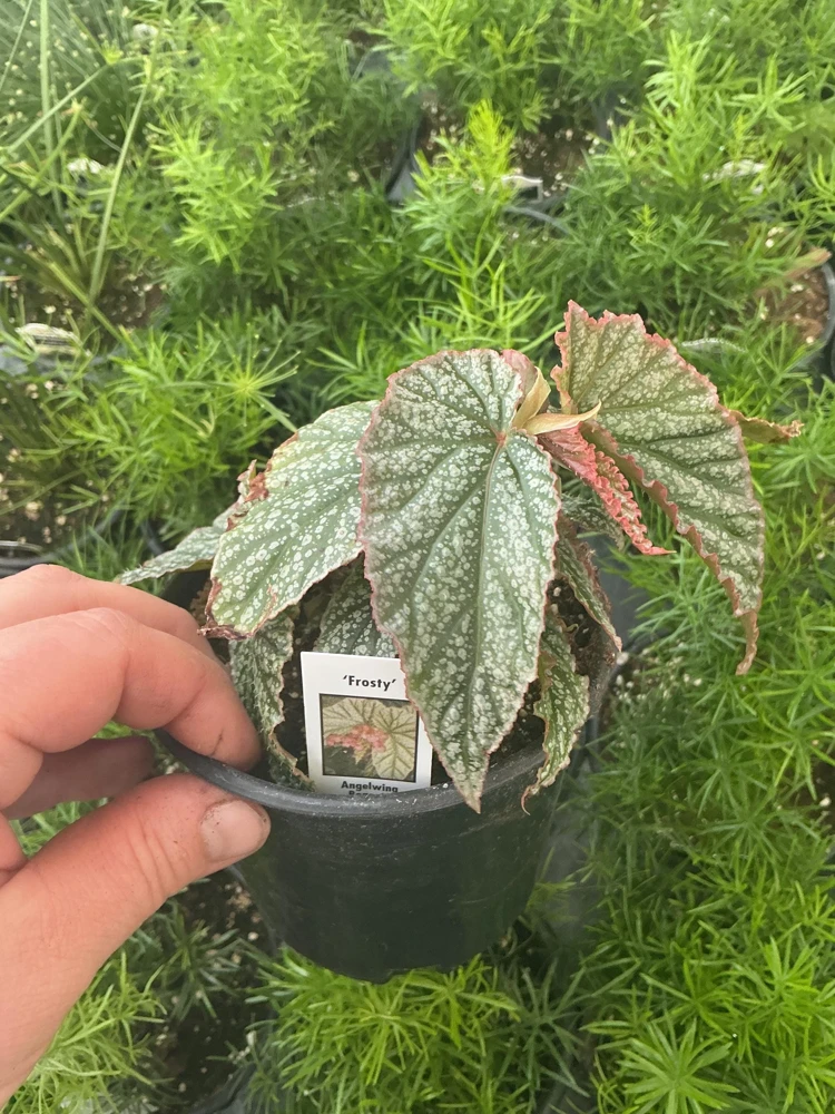 Angelwing Begonia Frosty Live Plant - 4.5 inch Nursery Pot - Indoor Foliage - Image 4