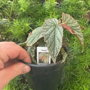 Angelwing Begonia Frosty Live Plant - 4.5 inch Nursery Pot - Indoor Foliage - Image 5