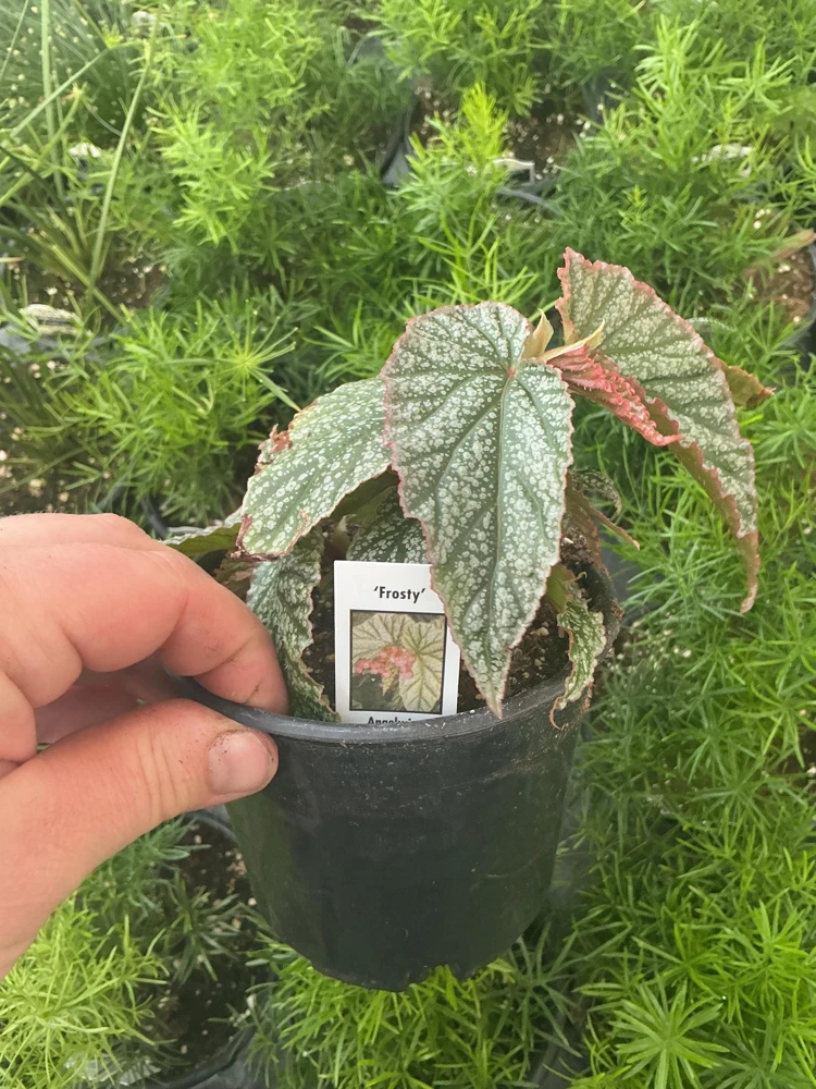 Angelwing Begonia Frosty Live Plant - 4.5 inch Nursery Pot - Indoor Foliage - Image 5