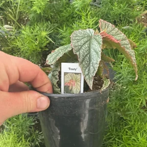 Angelwing Begonia Frosty Live Plant - 4.5 inch Nursery Pot - Indoor Foliage - Image 6