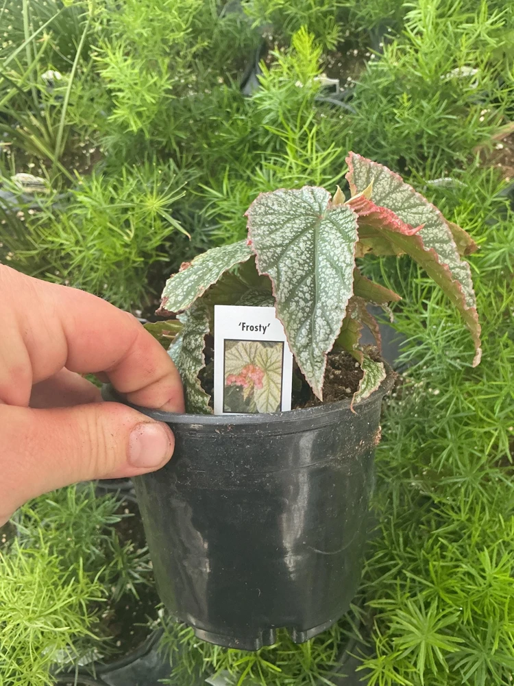 Angelwing Begonia Frosty Live Plant - 4.5 inch Nursery Pot - Indoor Foliage - Image 6