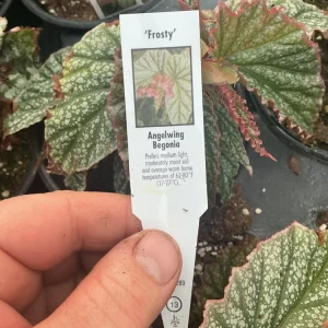 Angelwing Begonia Frosty Live Plant - 4.5 inch Nursery Pot - Indoor Foliage - Image 7