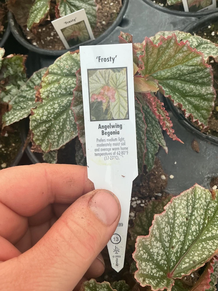 Angelwing Begonia Frosty Live Plant - 4.5 inch Nursery Pot - Indoor Foliage - Image 7