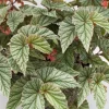 Angelwing Begonia Frosty Live Plant - 4.5 inch Nursery Pot - Indoor Foliage - Image 1