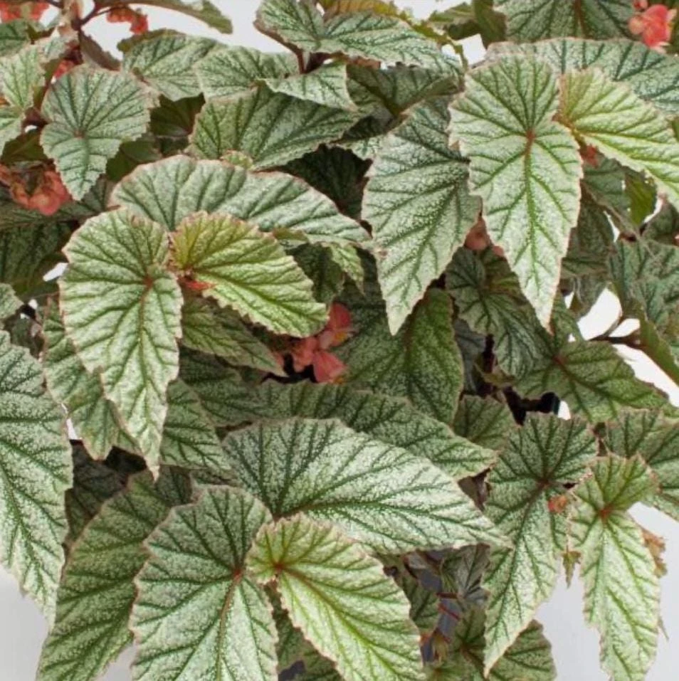 Angelwing Begonia Frosty Live Plant - 4.5 inch Nursery Pot - Indoor Foliage - Image 1