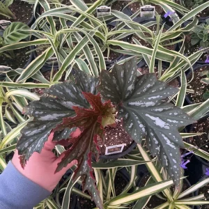 Angelwing Begonia Lana Live Plant 4.5 inch Pot - Indoor Houseplant - Image 2