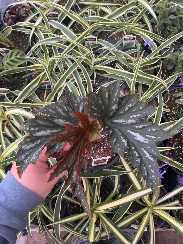 Angelwing Begonia Lana Live Plant 4.5 inch Pot - Indoor Houseplant - Image 2
