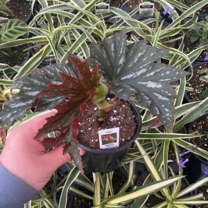 Angelwing Begonia Lana Live Plant 4.5 inch Pot - Indoor Houseplant - Image 3