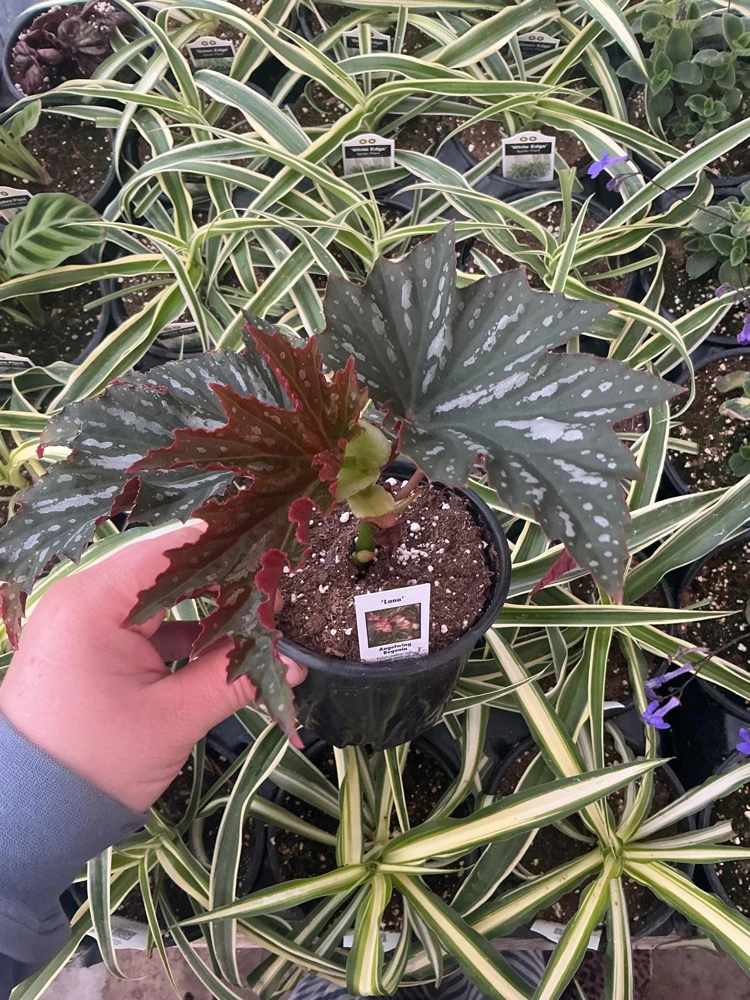 Angelwing Begonia Lana Live Plant 4.5 inch Pot - Indoor Houseplant - Image 3