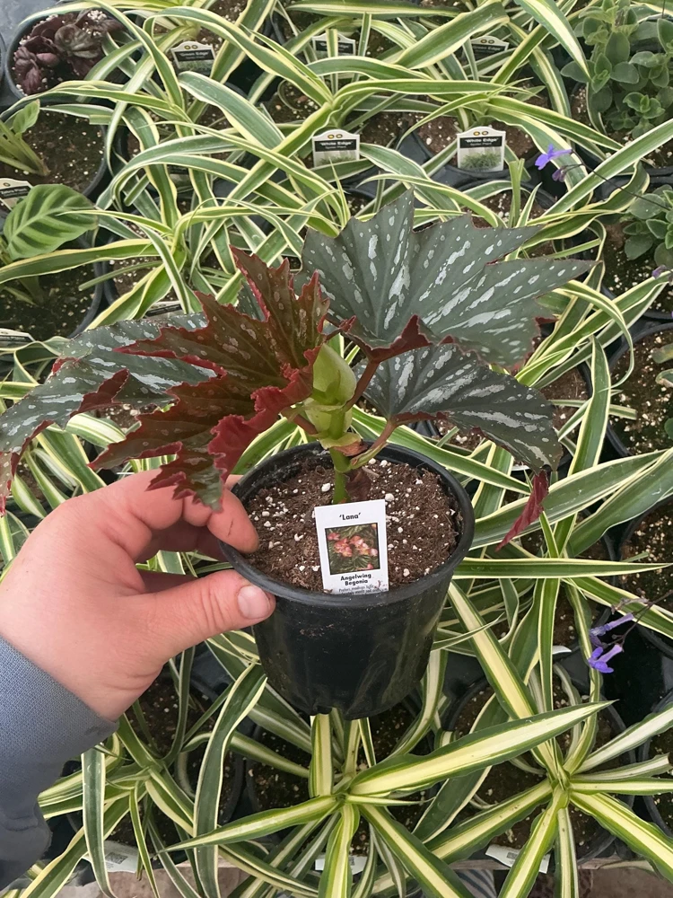 Angelwing Begonia Lana Live Plant 4.5 inch Pot - Indoor Houseplant - Image 4